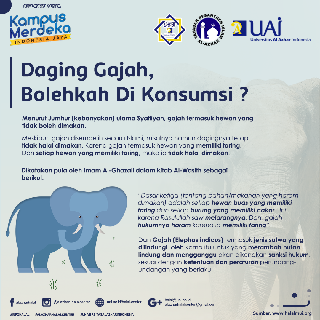 Info Halal Daging Gajah